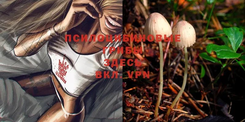 блэк спрут ссылка  сколько стоит  Нюрба  Псилоцибиновые грибы Psilocybe 